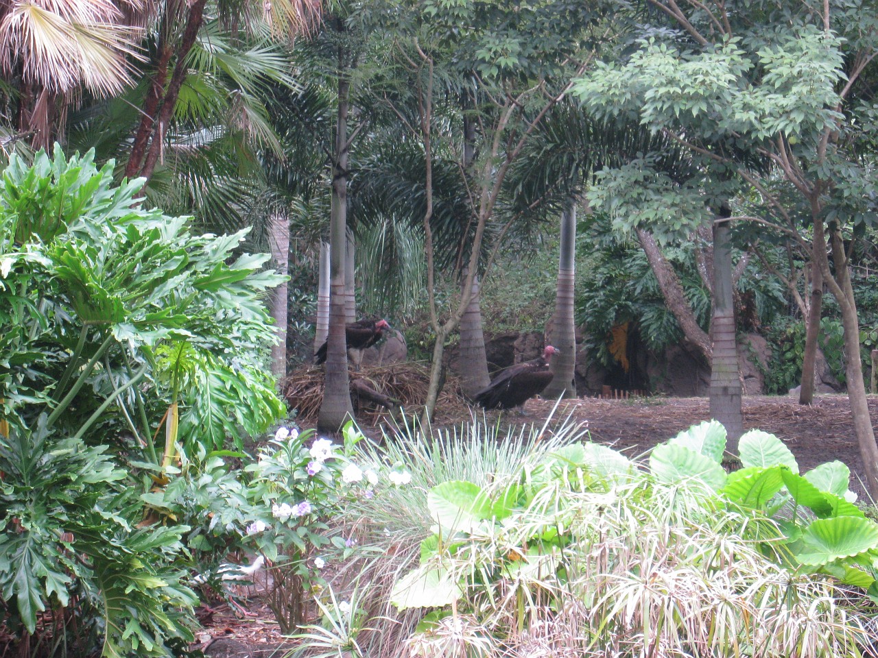 Vacation 2007-12 - Disney Parks  0808.jpg - The 2007-08 vacation to Florida included Disney World. We visited some of the larger theme Resorts along with Animal Kingdom and Disney Hollywood Studios.